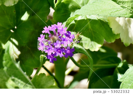 三鷹中原に咲く紫色の宿根バーベナ 53022332
