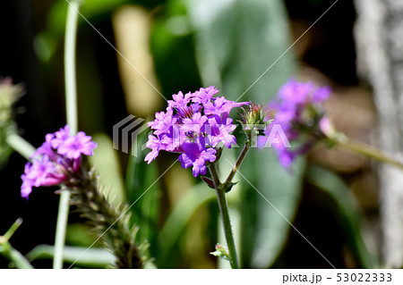 三鷹中原に咲く紫色の宿根バーベナ 53022333