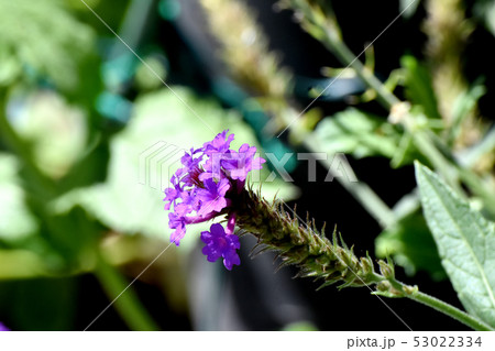 三鷹中原に咲く紫色の宿根バーベナ 三鷹中原に咲く紫色の宿根バーベナ 53022334