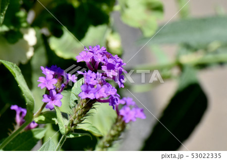 三鷹中原に咲く紫色の宿根バーベナ 53022335