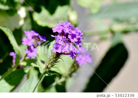 三鷹中原に咲く紫色の宿根バーベナ 53022336