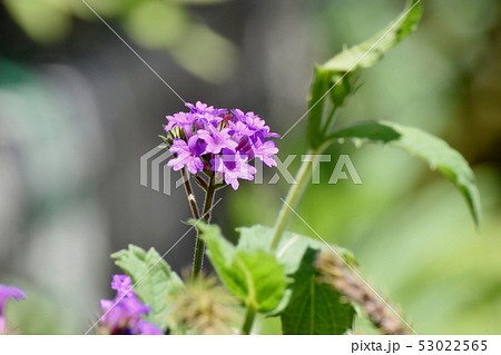 三鷹中原に咲く紫色の宿根バーベナ 53022565