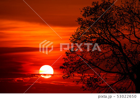 last light of sunset on sky silhouette branch tree last light of sunset on sky silhouette branch tree 53022650