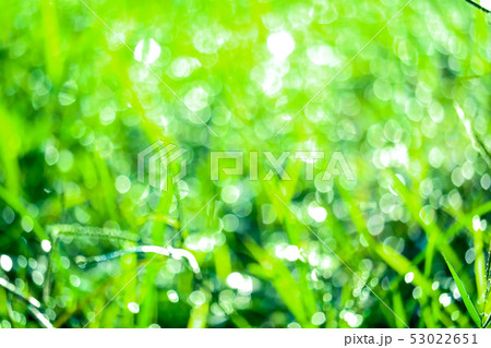 green grass in garden and blur of water drop on green grass in garden and blur of water drop on 53022651