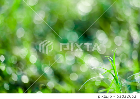 green grass in garden blokeh of water drop on green grass in garden blokeh of water drop on 53022652