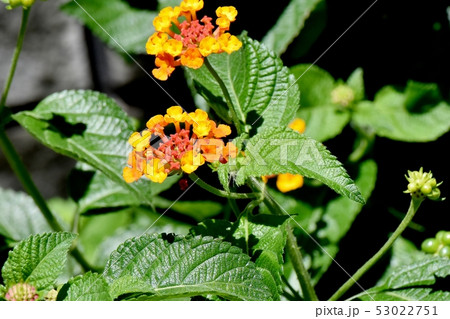三鷹中原に咲くオレンジ色のランタナ(シチヘンゲ) 三鷹中原に咲くオレンジ色のランタナ(シチヘンゲ) 53022751