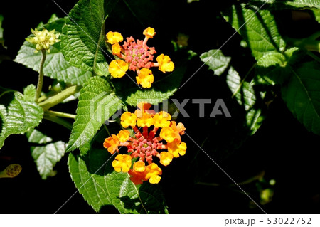 三鷹中原に咲くオレンジ色のランタナ（シチヘンゲ） 53022752