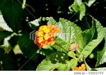 三鷹中原に咲くオレンジ色のランタナ(シチヘンゲ) 三鷹中原に咲くオレンジ色のランタナ(シチヘンゲ) 53022754