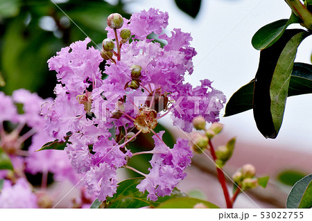 三鷹中原に咲く紫色のサルスベリの花 53022755