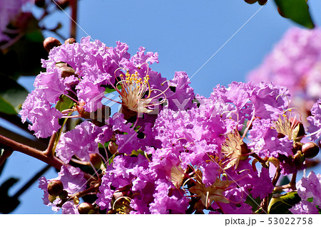 三鷹中原に咲く紫色のサルスベリの花 三鷹中原に咲く紫色のサルスベリの花 53022758