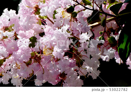 三鷹中原に咲く淡いピンクのサルスベリの花 三鷹中原に咲く淡いピンクのサルスベリの花 53022782