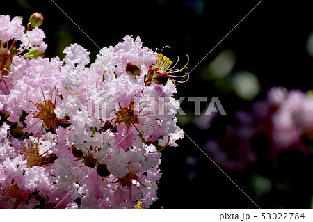 三鷹中原に咲く淡いピンクのサルスベリの花 三鷹中原に咲く淡いピンクのサルスベリの花 53022784