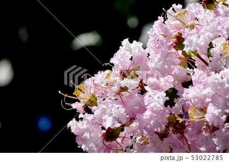 三鷹中原に咲く淡いピンクのサルスベリの花 三鷹中原に咲く淡いピンクのサルスベリの花 53022785