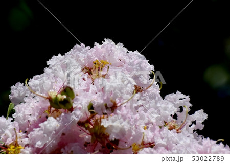 三鷹中原に咲く淡いピンクのサルスベリの花 三鷹中原に咲く淡いピンクのサルスベリの花 53022789