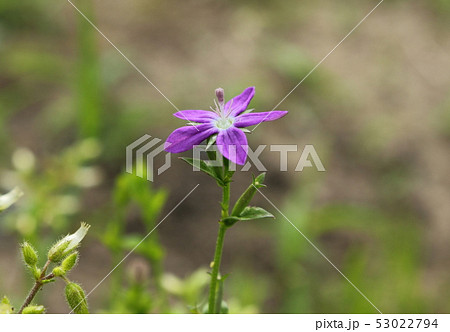 ヒナキキョウソウ ヒナキキョウソウ 53022794