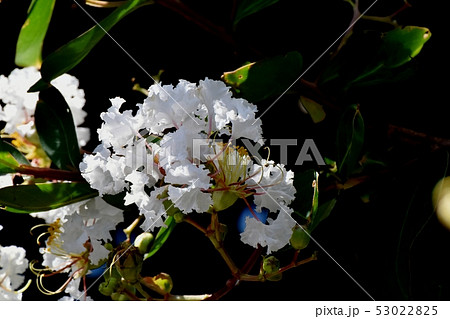 三鷹中原に咲く白いサルスベリの花 三鷹中原に咲く白いサルスベリの花 53022825