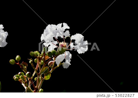 三鷹中原に咲く白いサルスベリの花 三鷹中原に咲く白いサルスベリの花 53022827