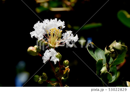 三鷹中原に咲く白いサルスベリの花 三鷹中原に咲く白いサルスベリの花 53022829