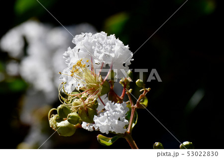 三鷹中原に咲く白いサルスベリの花 三鷹中原に咲く白いサルスベリの花 53022830