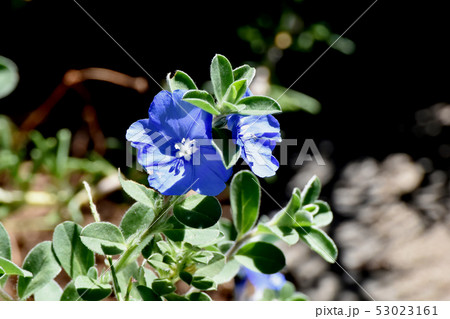 三鷹中原に咲く青いエボルブルス（アメリカンブルー） 53023161