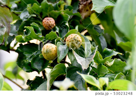 三鷹中原になる色づき始めたヤマボウシの実 53023248