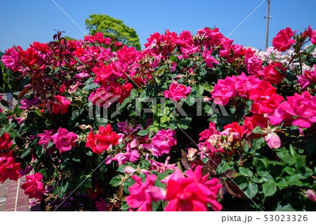 バラ バラ 53023326