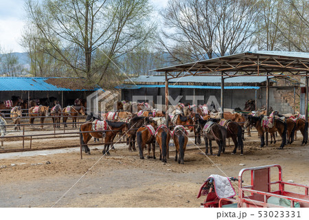 動物 動物学 馬 53023331