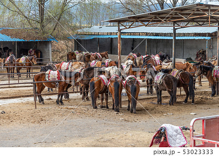 動物 動物学 馬 53023333