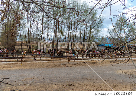 中国 チャイナ 磁器 53023334
