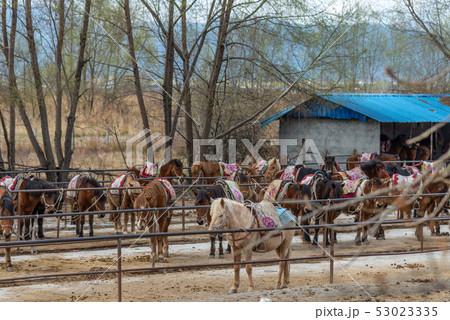 動物 動物学 馬 53023335