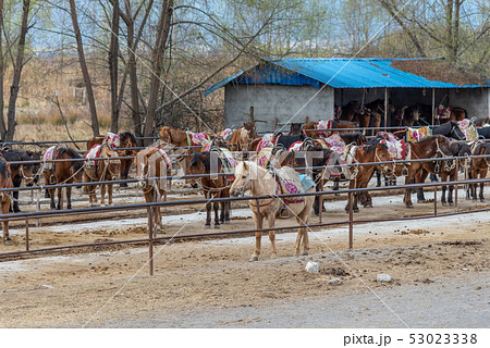 アジア人 アジアン アジア風 53023338