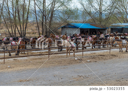 動物 動物学 馬 53023355