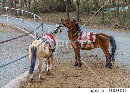 動物 動物学 馬 53023356