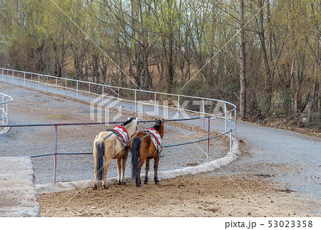 動物 動物学 馬 53023358