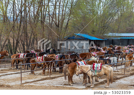 動物 動物学 馬 53023359