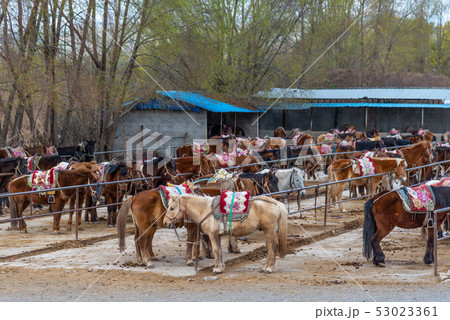 動物 動物学 馬 53023361