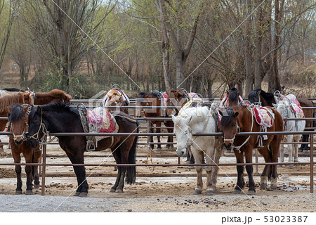 動物 動物学 馬 53023387