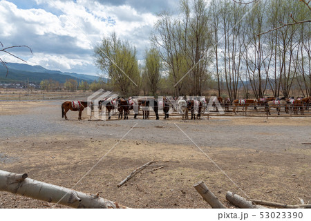 中国 チャイナ 磁器 53023390