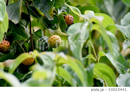 三鷹中原になる色づき始めたヤマボウシの実 53023441