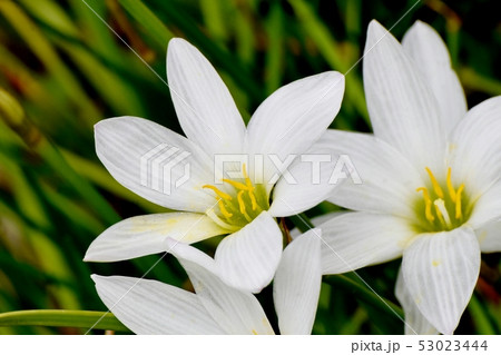 三鷹中原に咲く白いタマスダレ 53023444