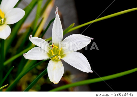 三鷹中原に咲く白いタマスダレ 53023445