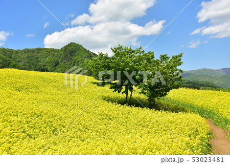 三ノ倉高原の菜の花 53023481