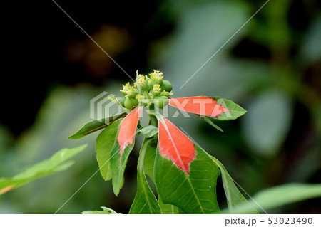 三鷹中原に咲く黄色いショウジョウソウ(サマーポインセチア) 三鷹中原に咲く黄色いショウジョウソウ(サマーポインセチア) 53023490