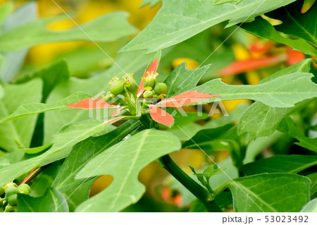 三鷹中原に咲く黄色いショウジョウソウ（サマーポインセチア） 53023492
