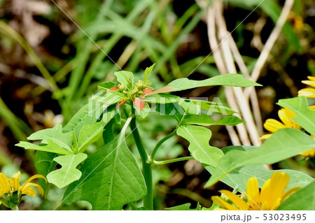 三鷹中原に咲く黄色いショウジョウソウ(サマーポインセチア) 三鷹中原に咲く黄色いショウジョウソウ(サマーポインセチア) 53023495