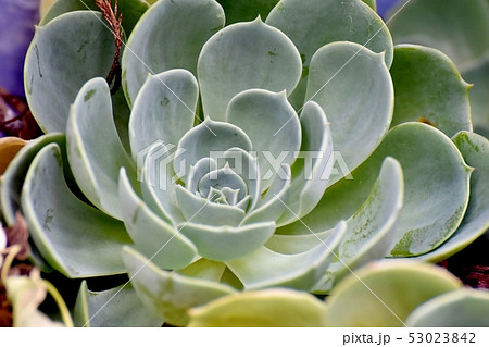 三鷹中原になる多肉植物エケベリア 53023842