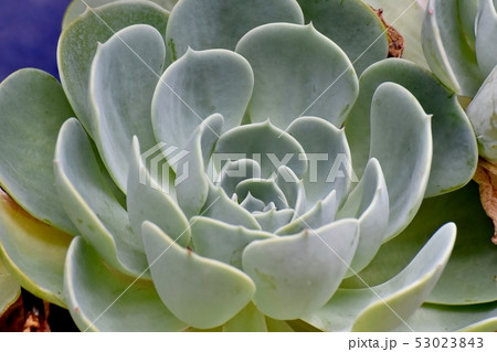 三鷹中原になる多肉植物エケベリア 53023843