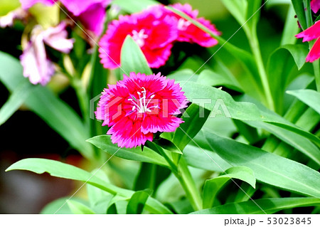 三鷹中原に咲く赤いナデシコ 53023845