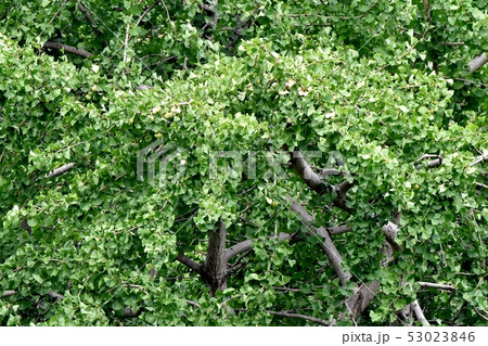 三鷹中原に茂るイチョウの木 三鷹中原に茂るイチョウの木 53023846