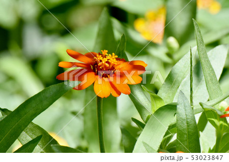 三鷹中原に咲くオレンジ色のヒャクニチソウ 三鷹中原に咲くオレンジ色のヒャクニチソウ 53023847